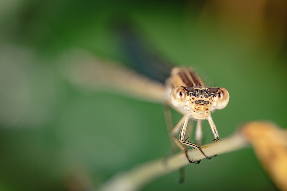 Стрекоза / Dragonfly / Odonata