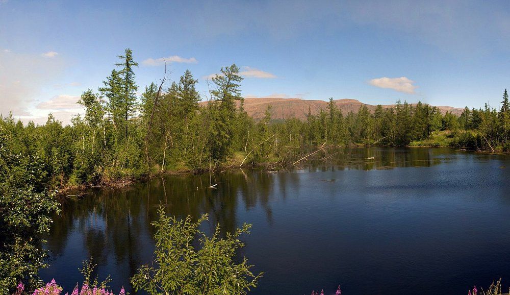 Летняя лесотундра