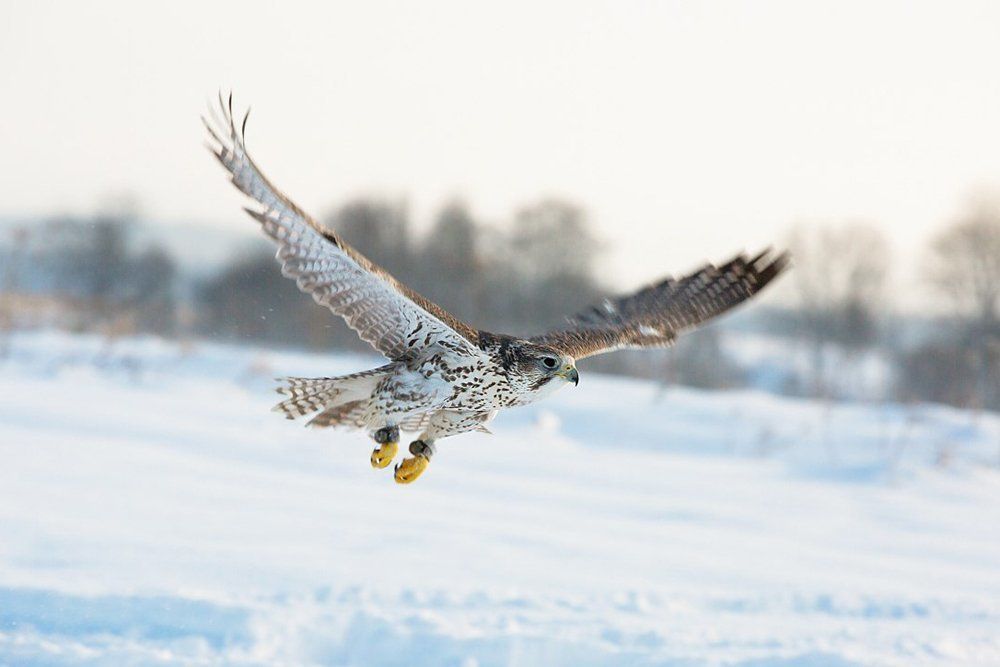 Полёт сокола