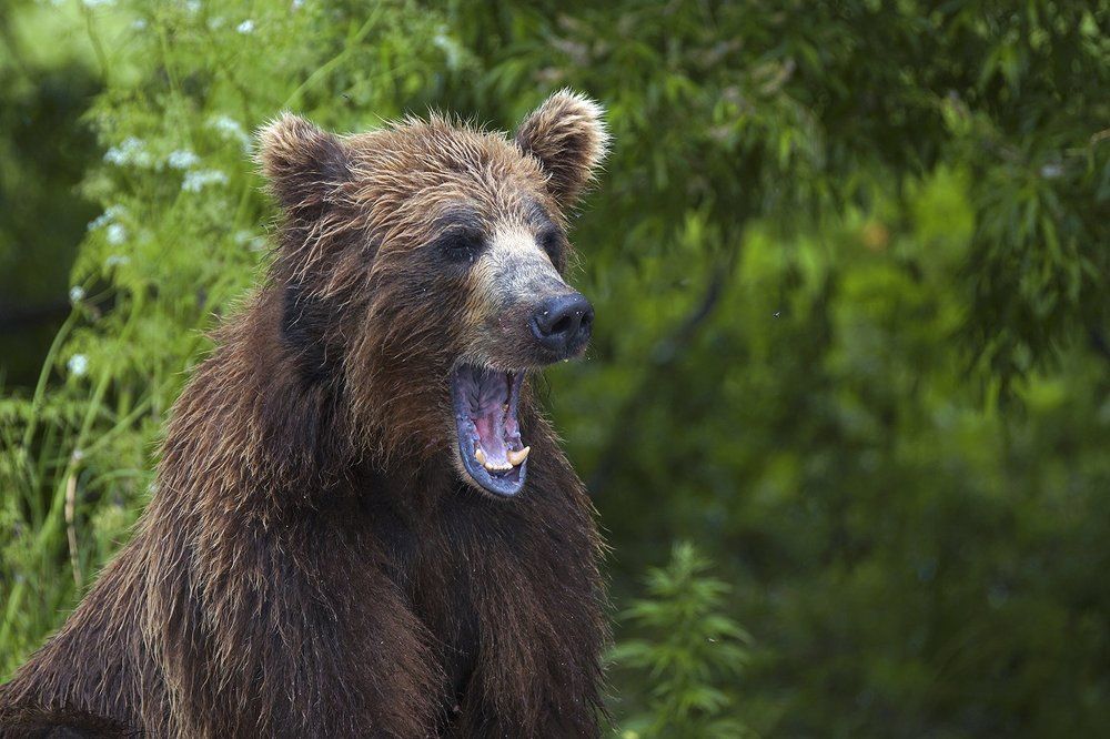 Утренняя перекличка