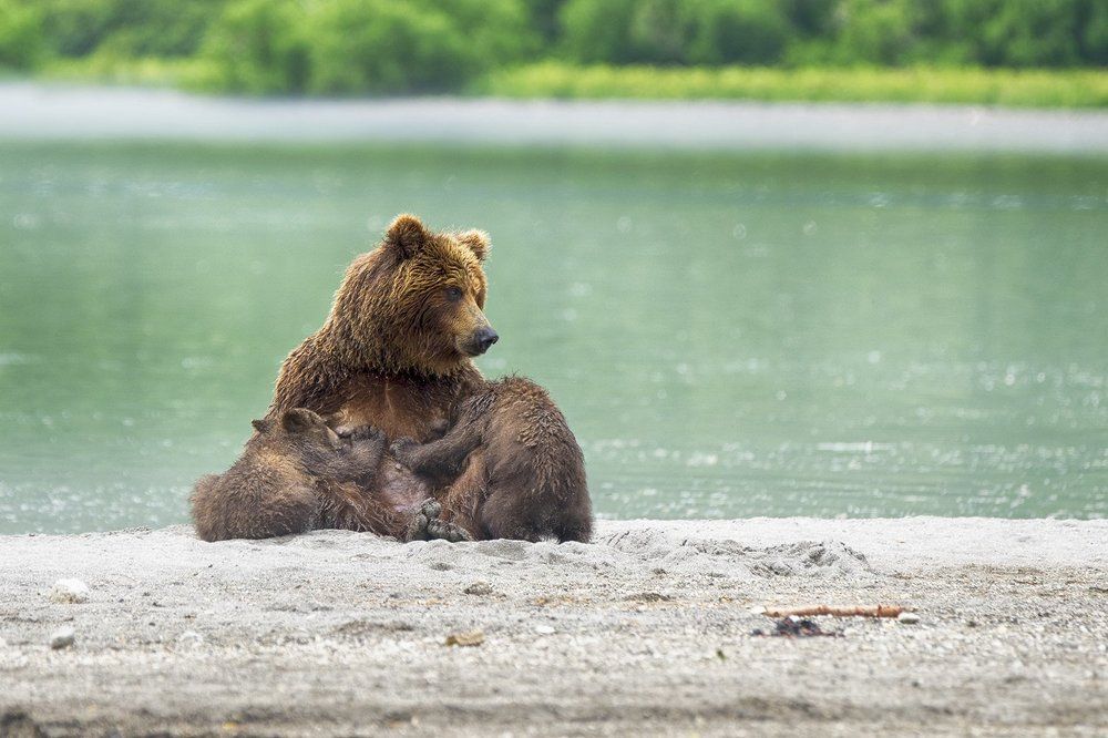 Главное - накормить малышей