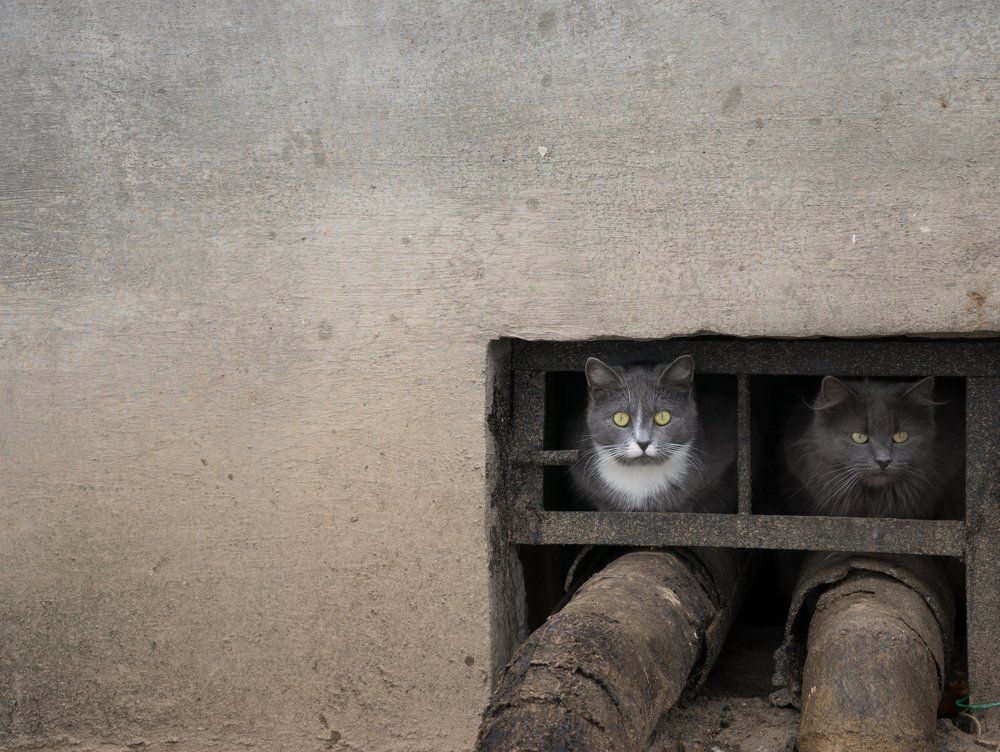 Уличные коты