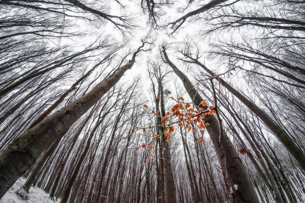 Photograph by Olari Ionut