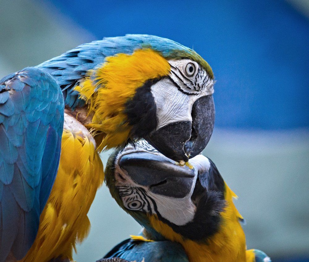 День Св. Валентина.