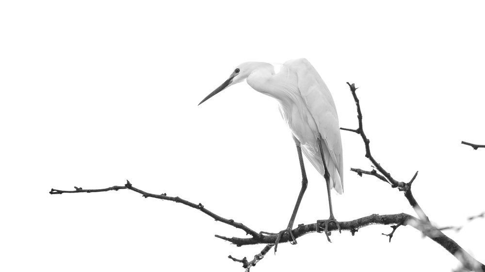 Снежная королева