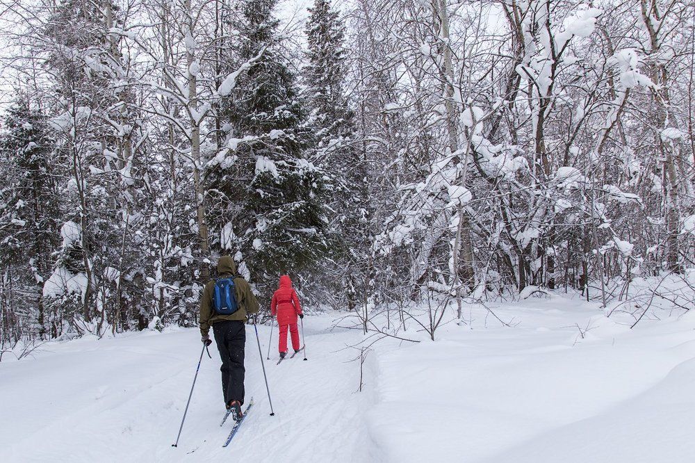 В сказочный лес