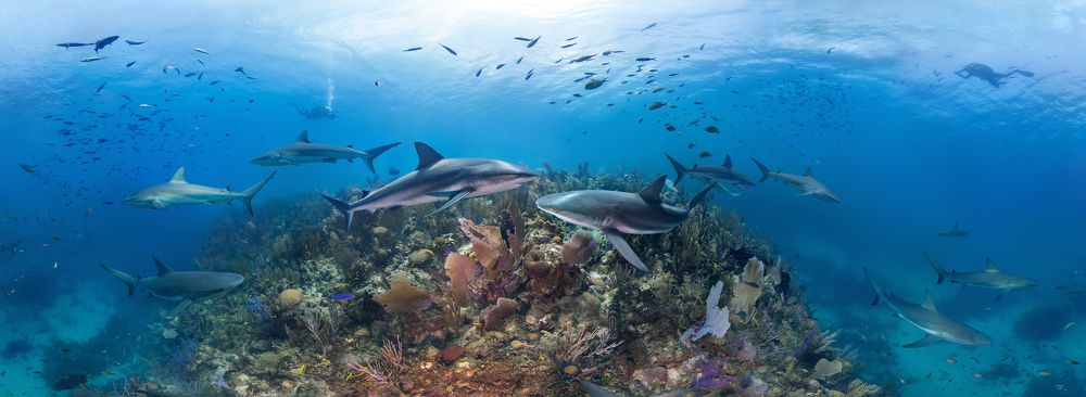 Сады Королевы