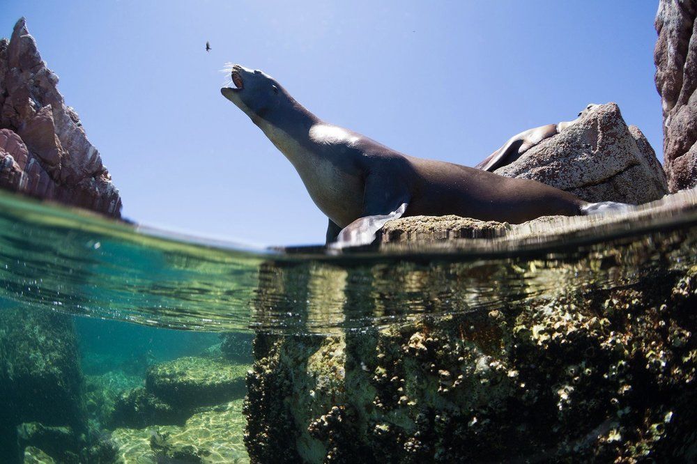 Опять улетела