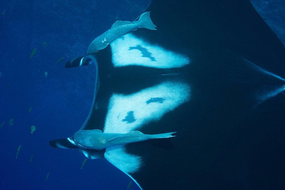 Фрагмент Манты