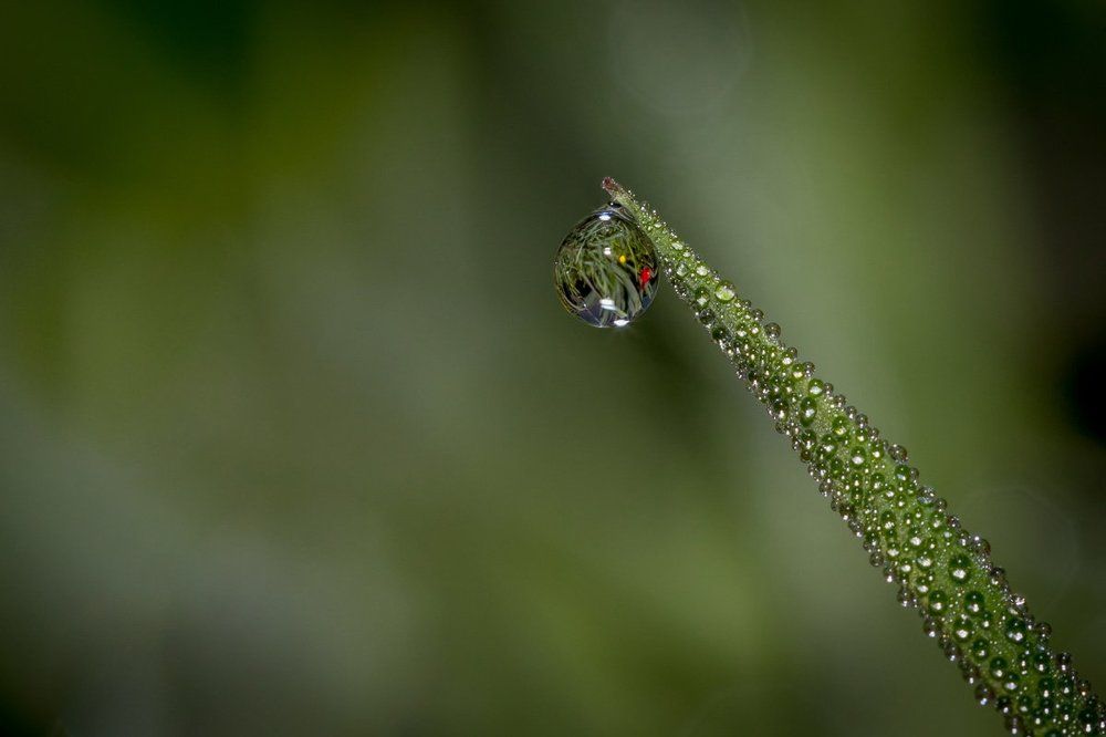 одинокая слеза