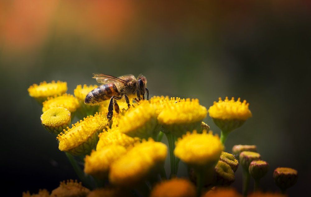 Медовое лето
