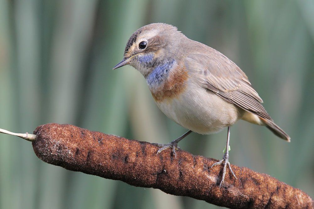 Молодой варакушка