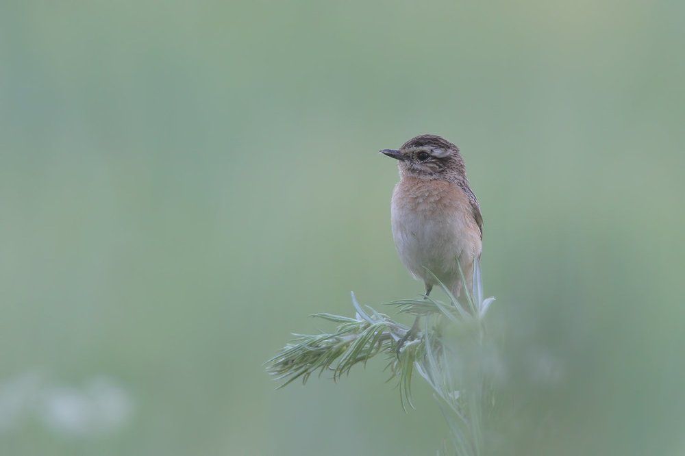 Чекан луговой.