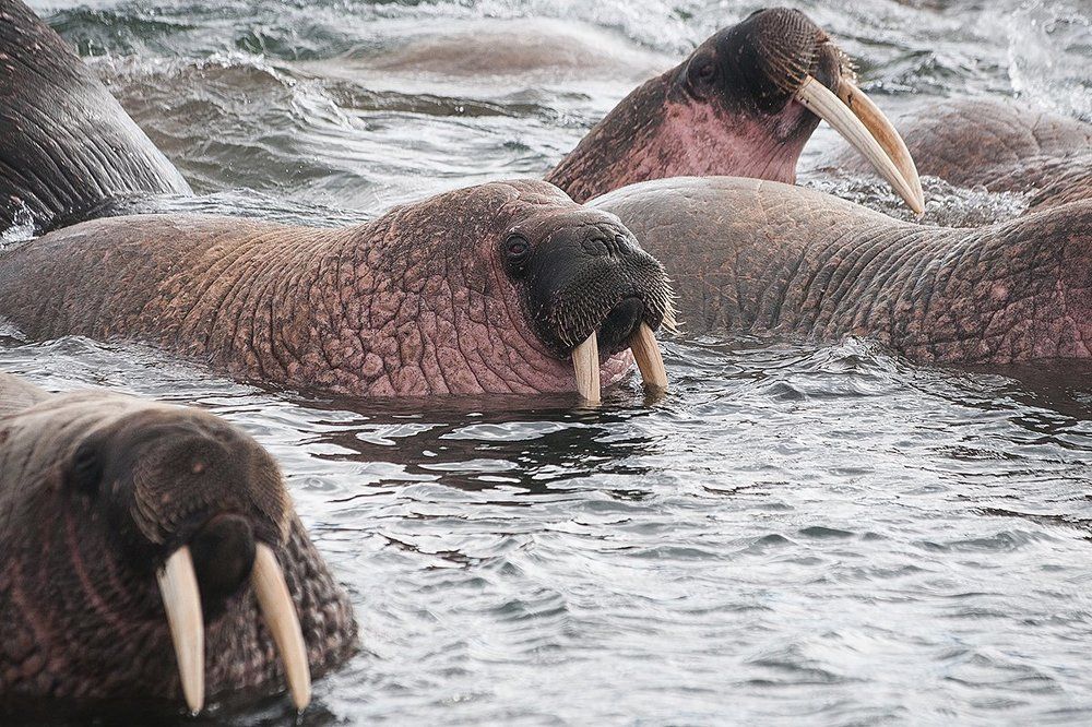 Арктические моржи