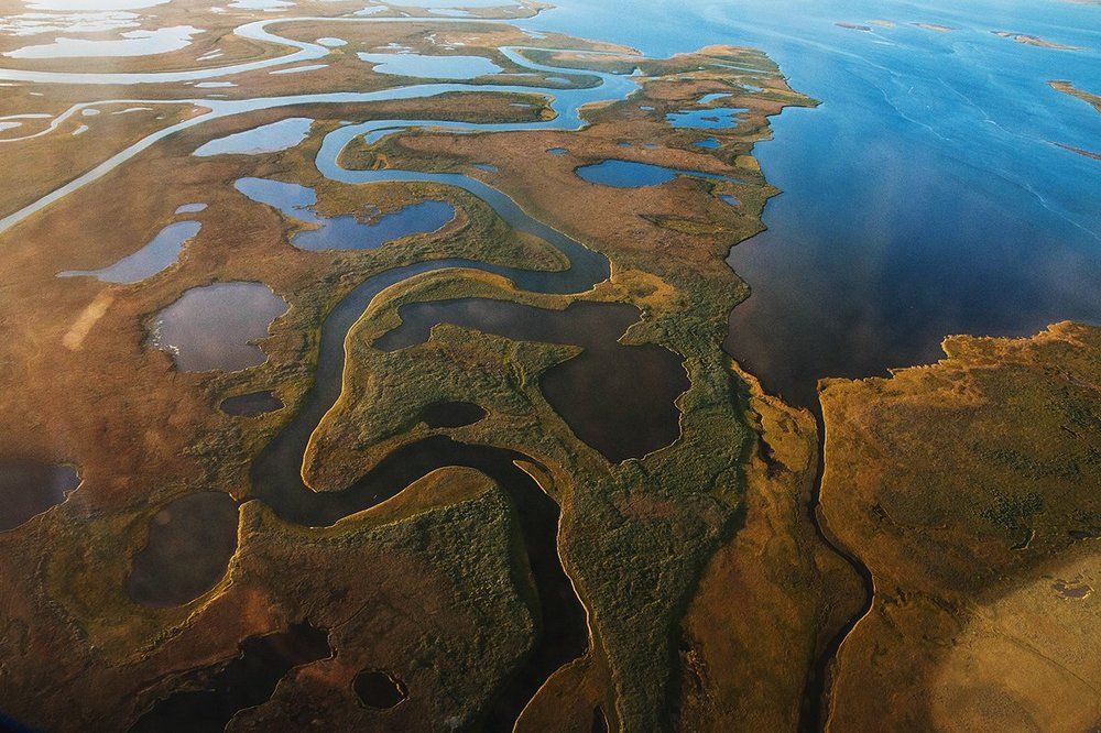 Орел в тундре