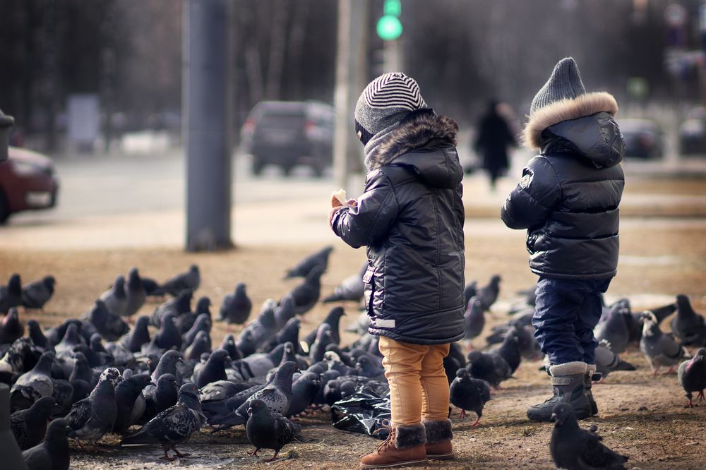 Кормление голубей