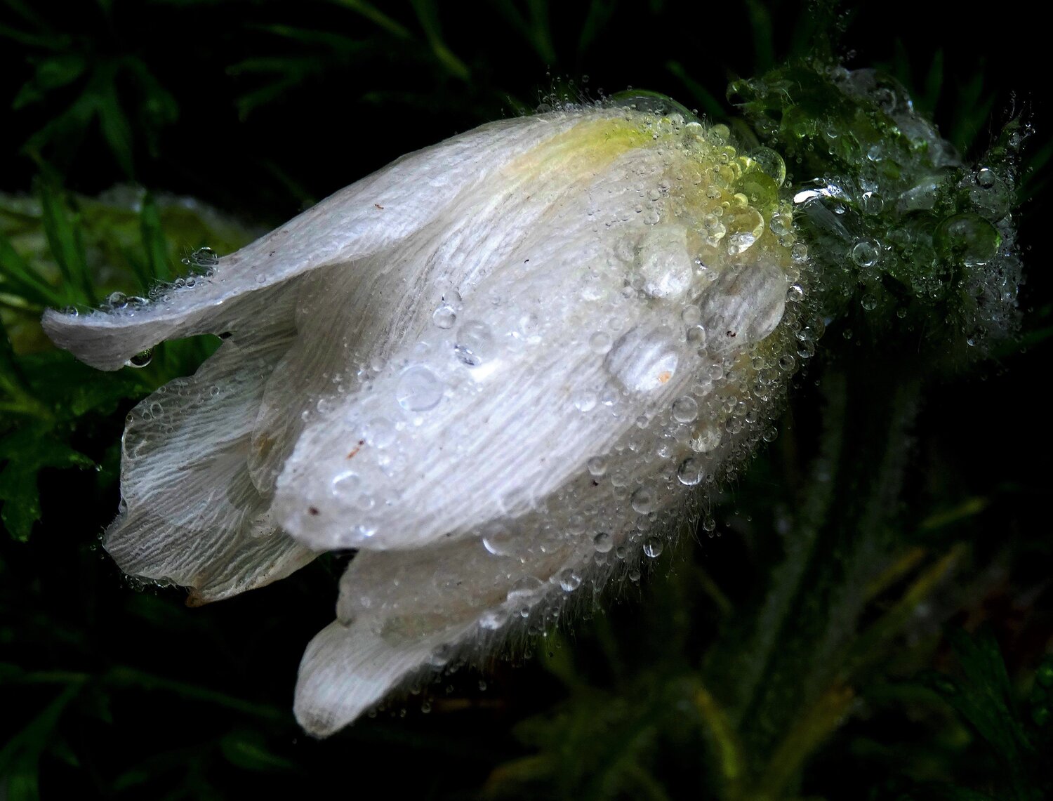 Dewy
