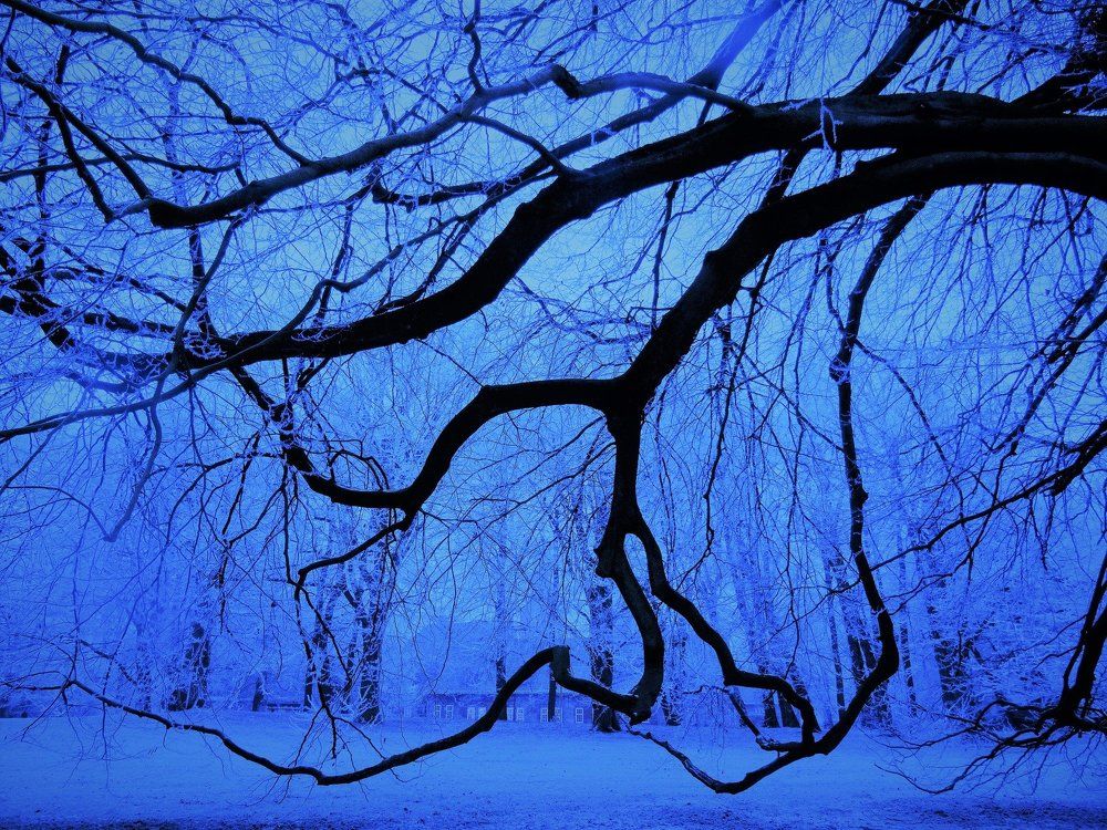 Winter Fairy Tale