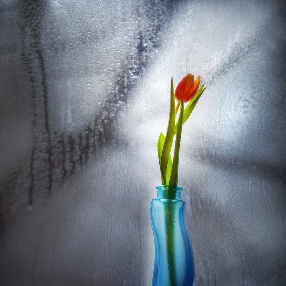 Нежность февраля