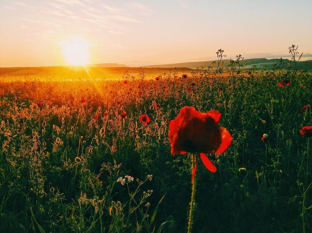Восход в маковых полях