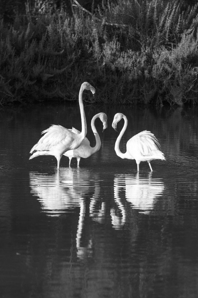 Из жизни камаргских фламинго