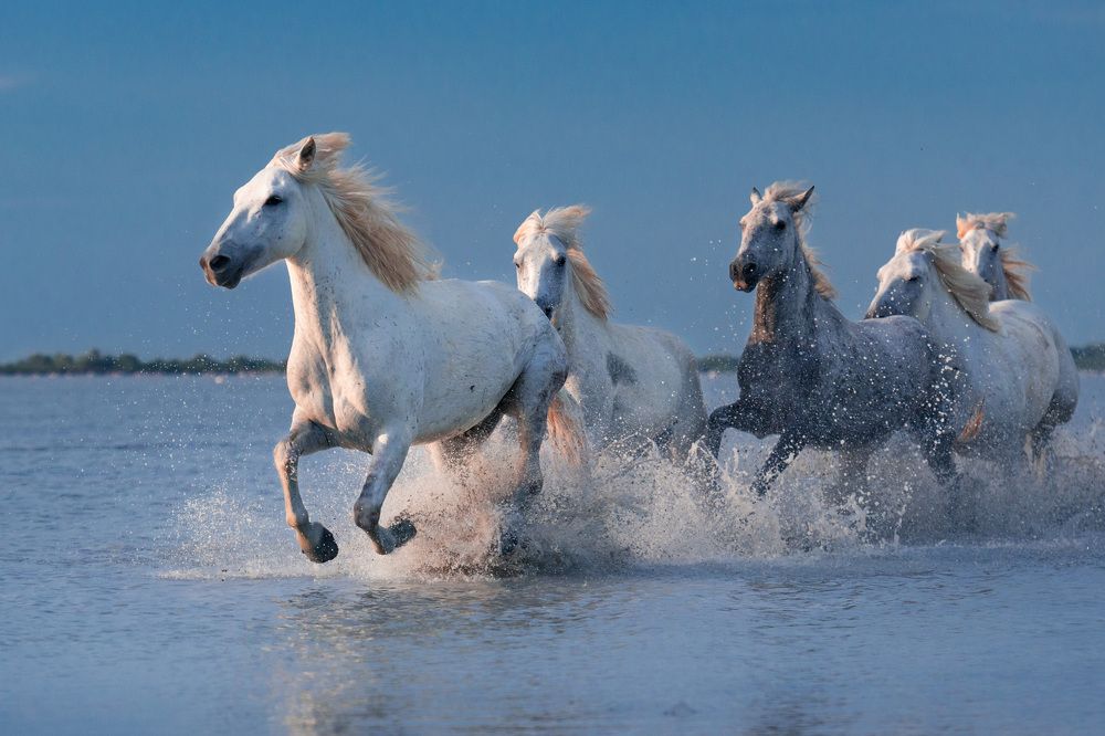 Ветер в гривах