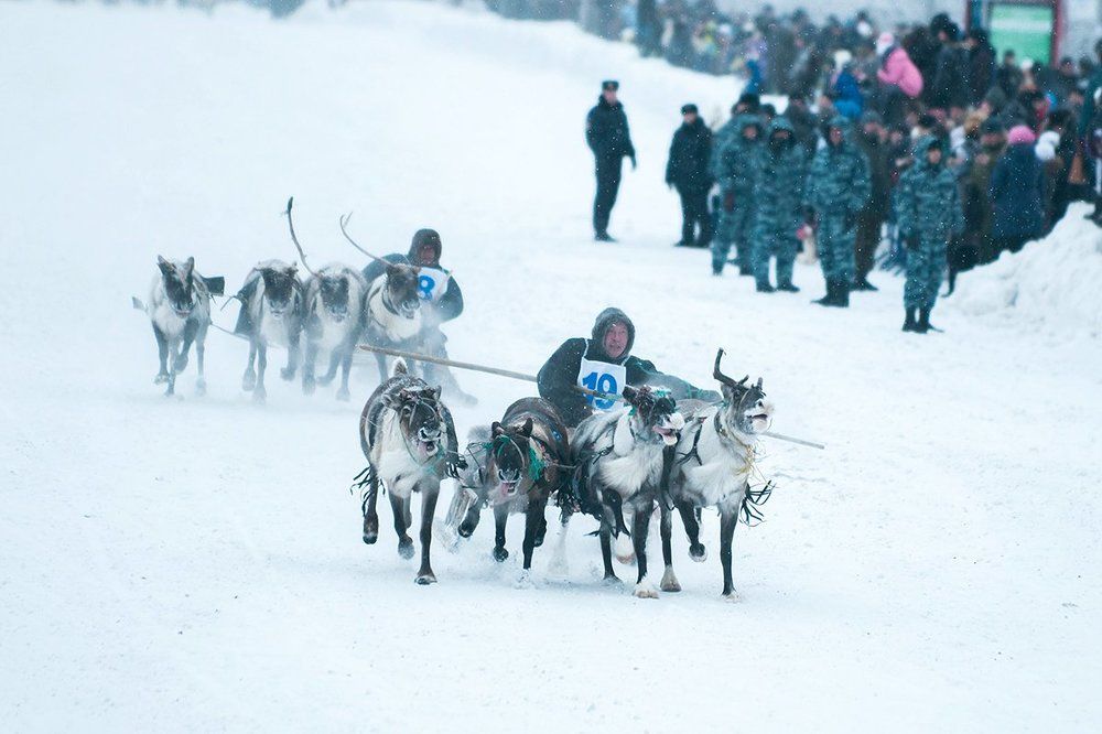 Гонки на оленях