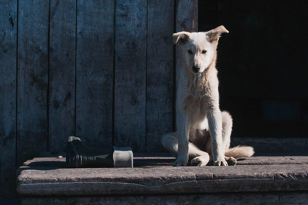 Пес и его сапог