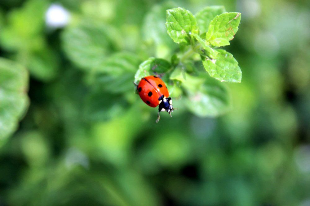 Photograph by Колесник Татьяна