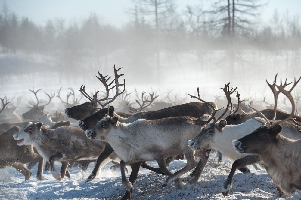 Заполярный марафон