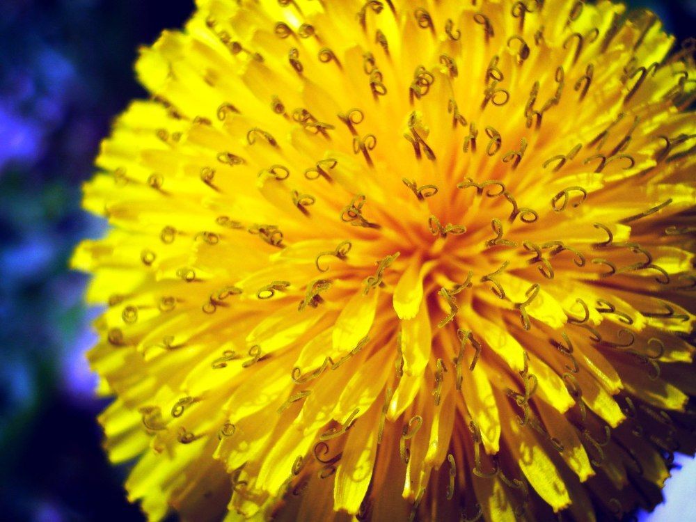 Жёлтый одувнчик