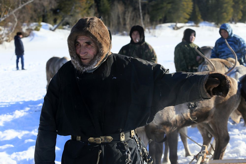 Из жизни оленей и оленеводов
