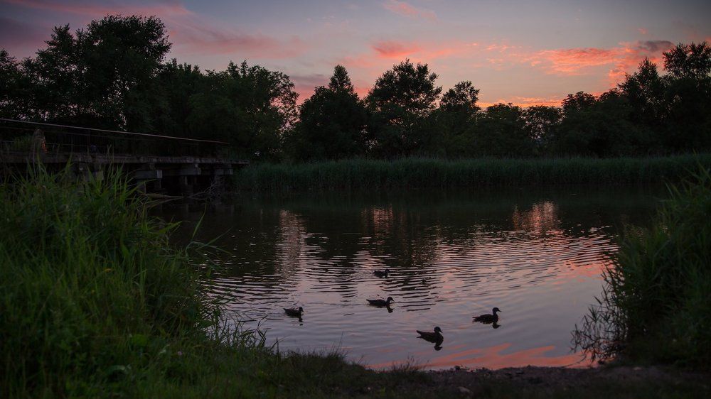 Утки в закате