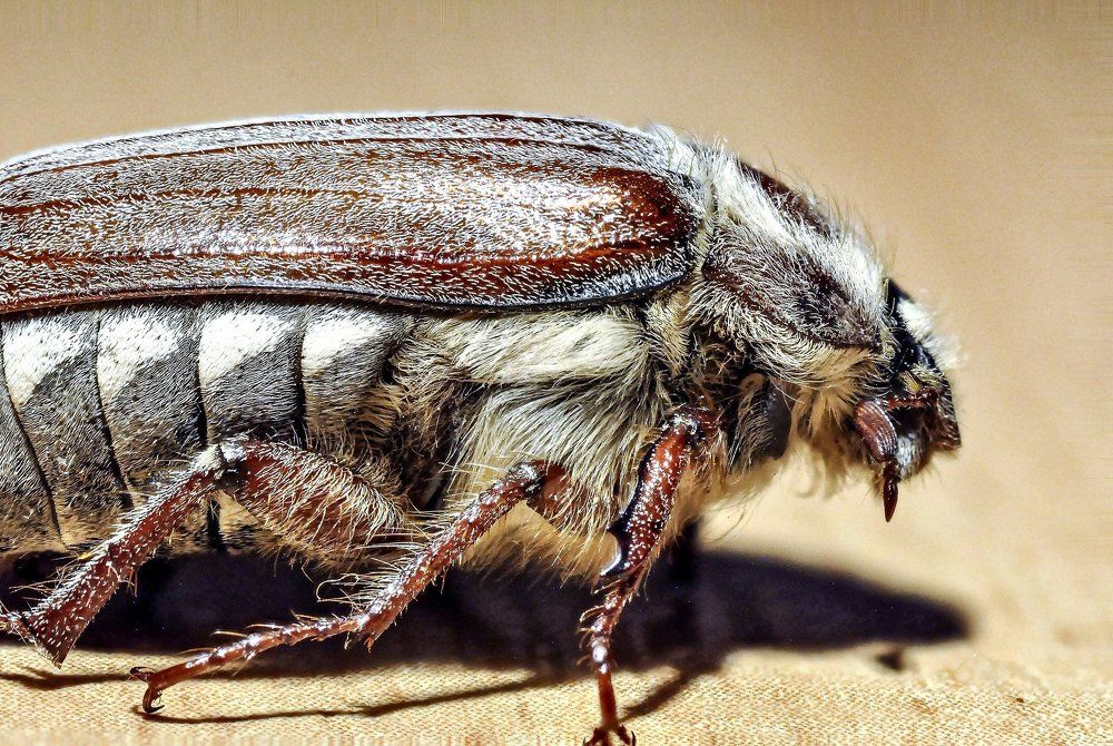 майский  экспонат