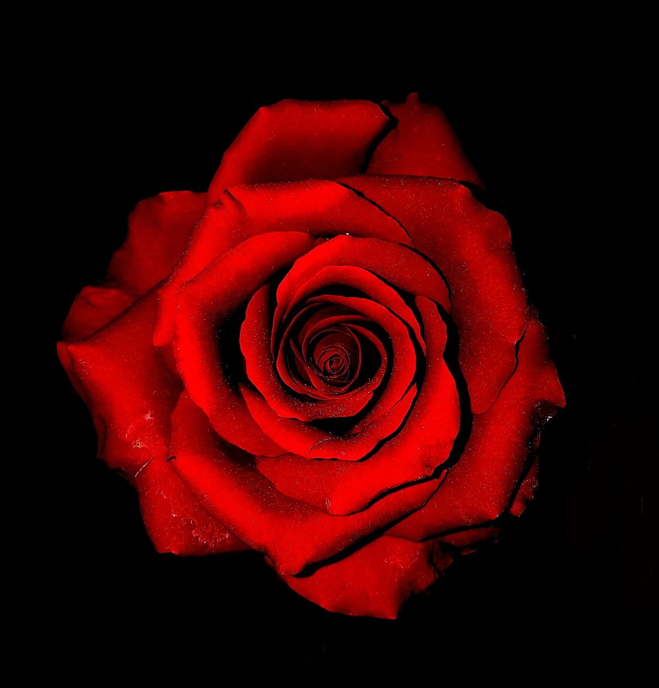 Red Rose