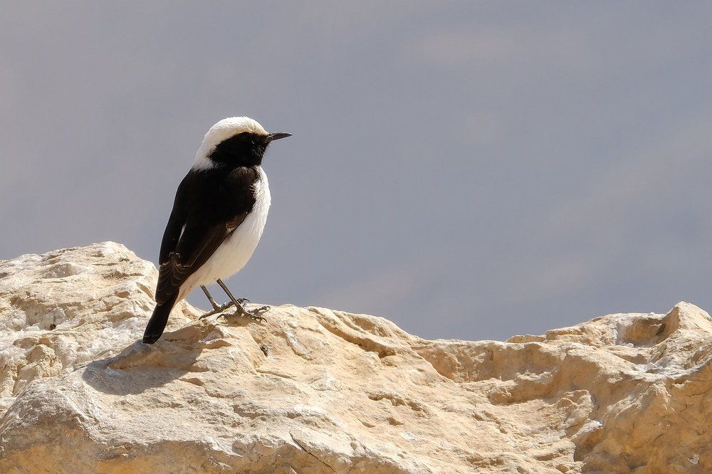 птичка невеличка-каменка