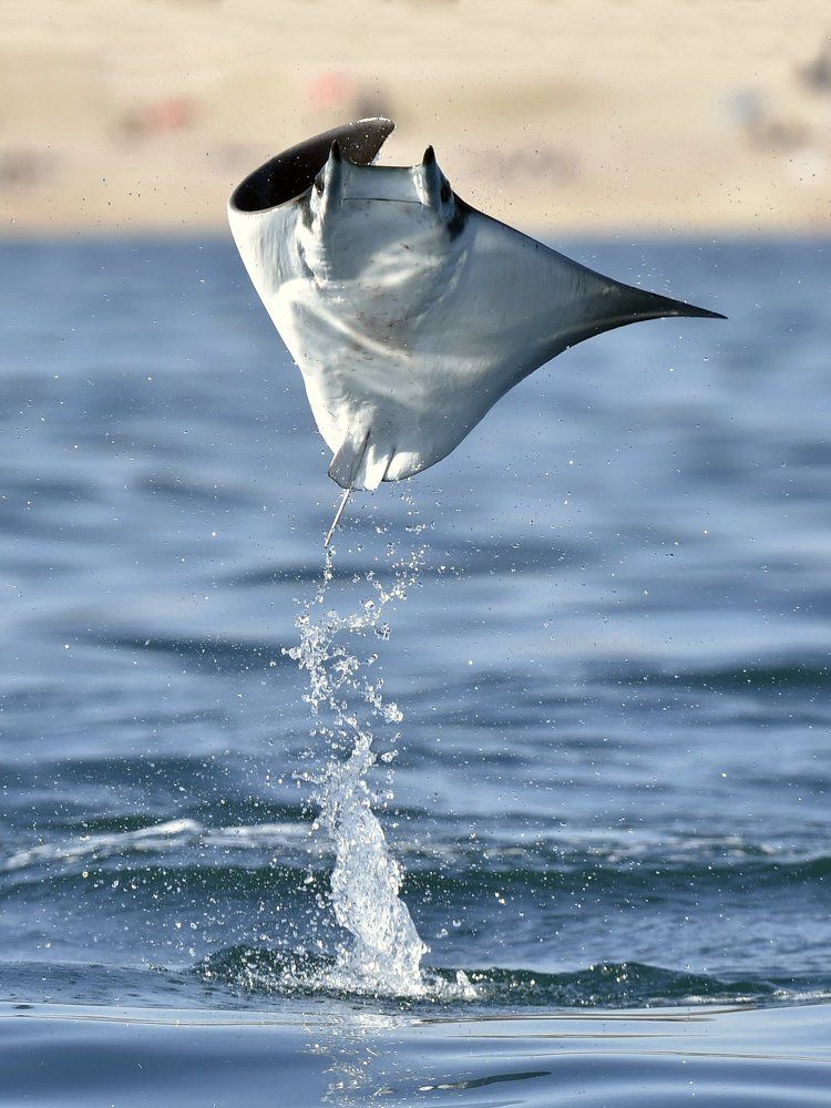 Орляковый скат