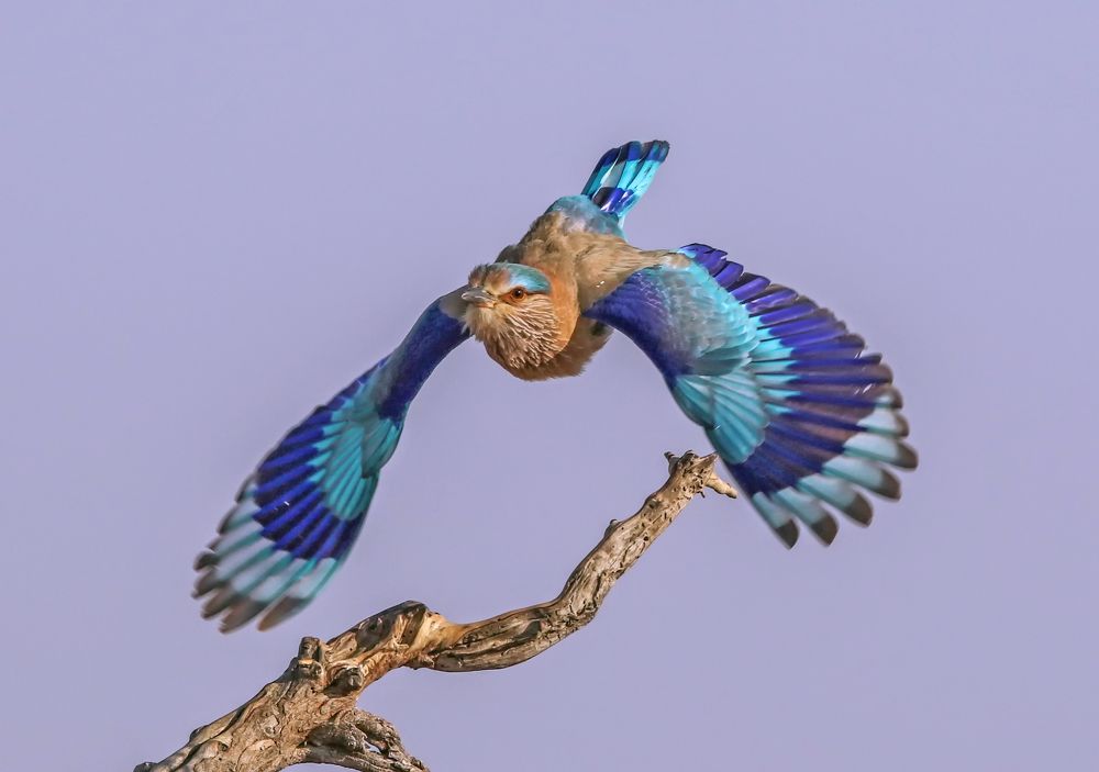 indian roller birds take off