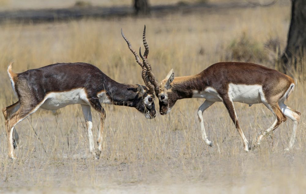 Blackbucks in defending mood