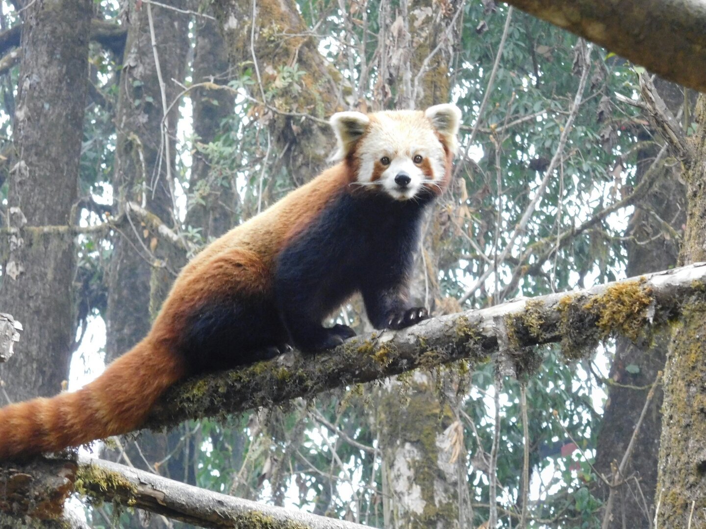 The Sweet Red Panda