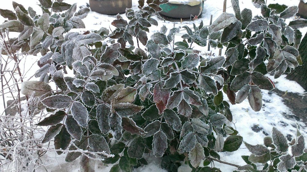 The winter