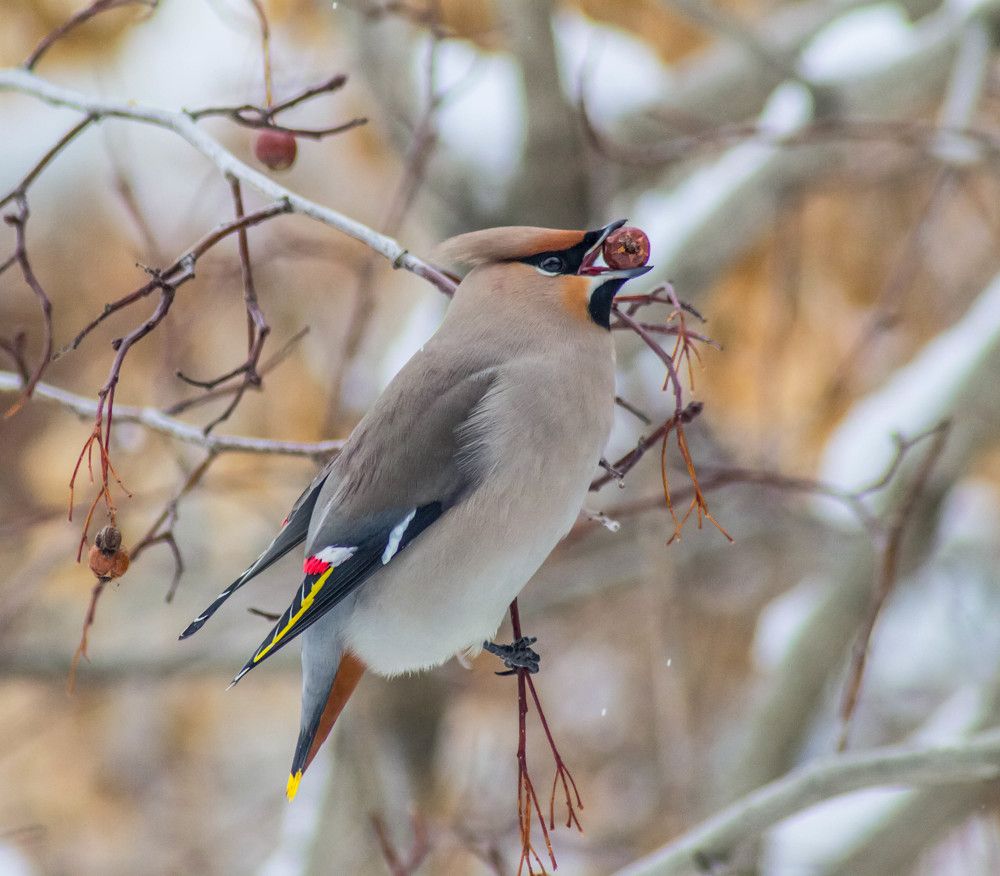 Свиристель на трапезе