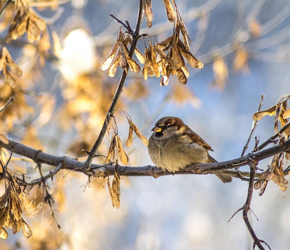 Воробей греется на солнце