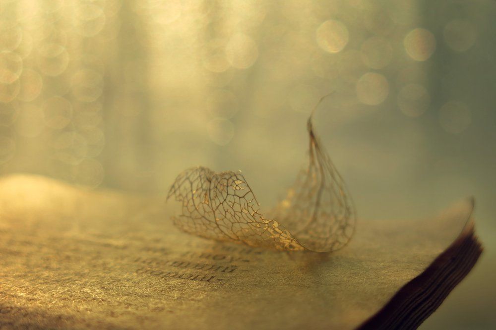 с физалисом