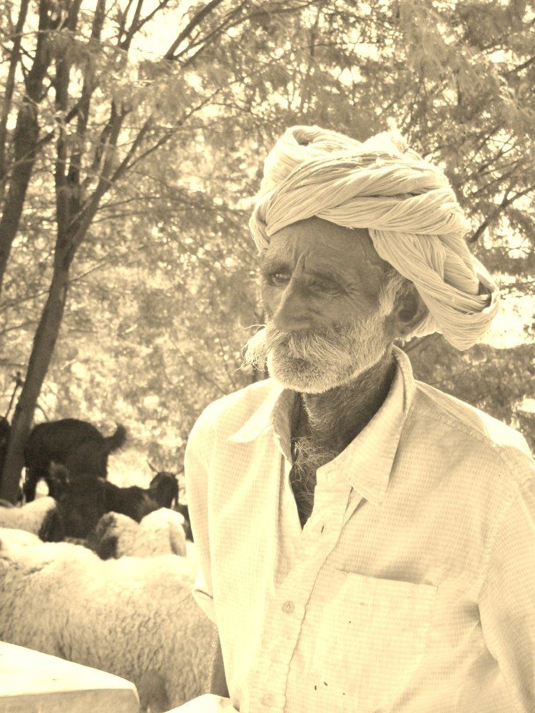 A shepherd