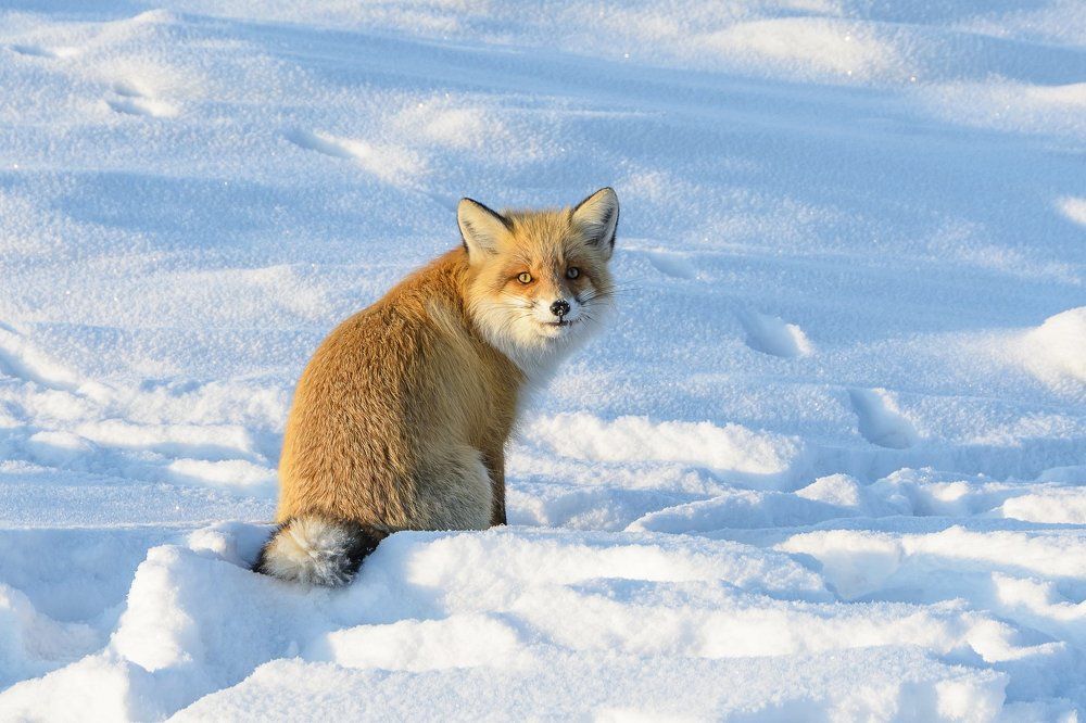 Неожиданная встреча