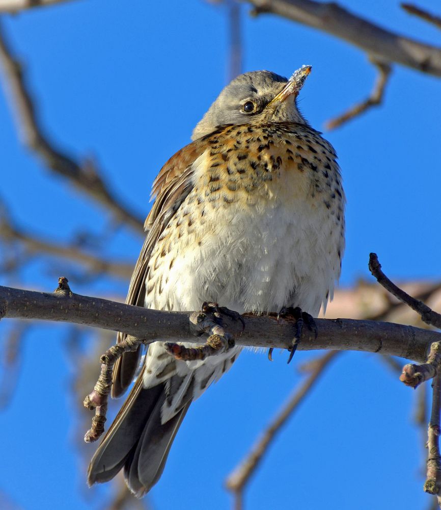 Любитель сладости.
