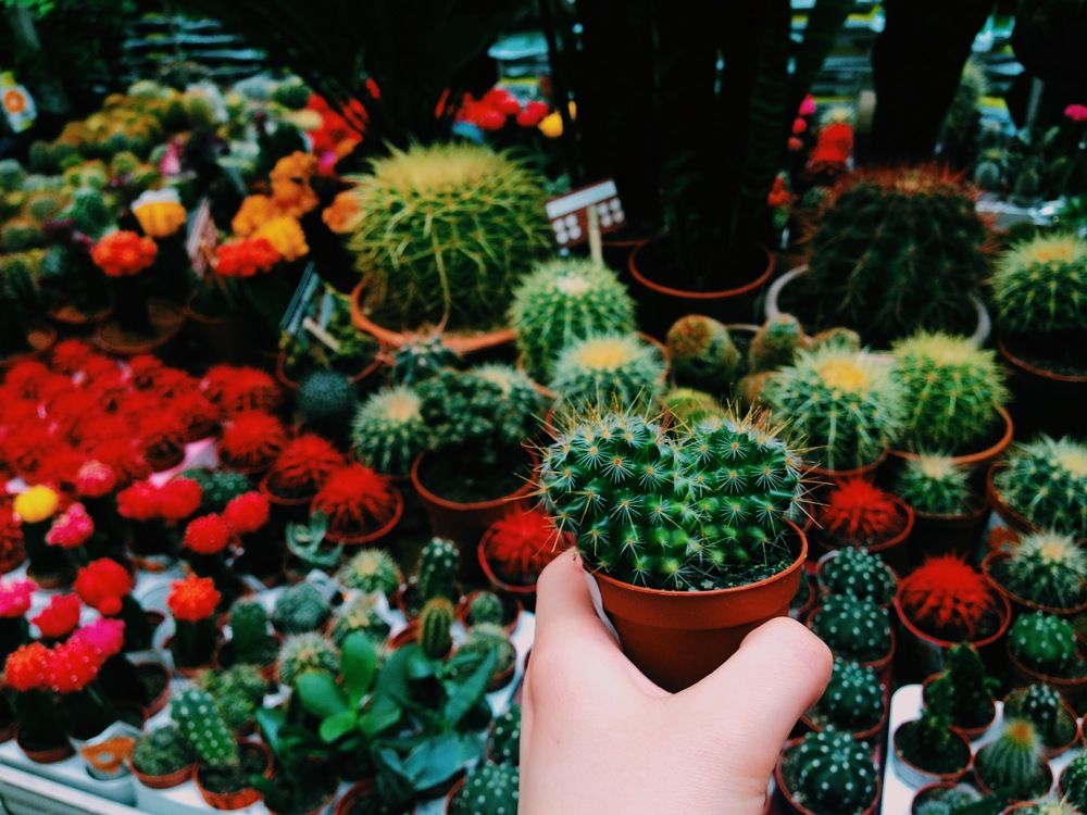 Забирают из приюта