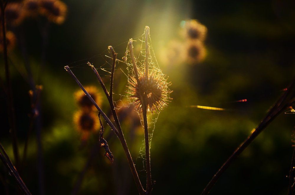 Лучи солнца.