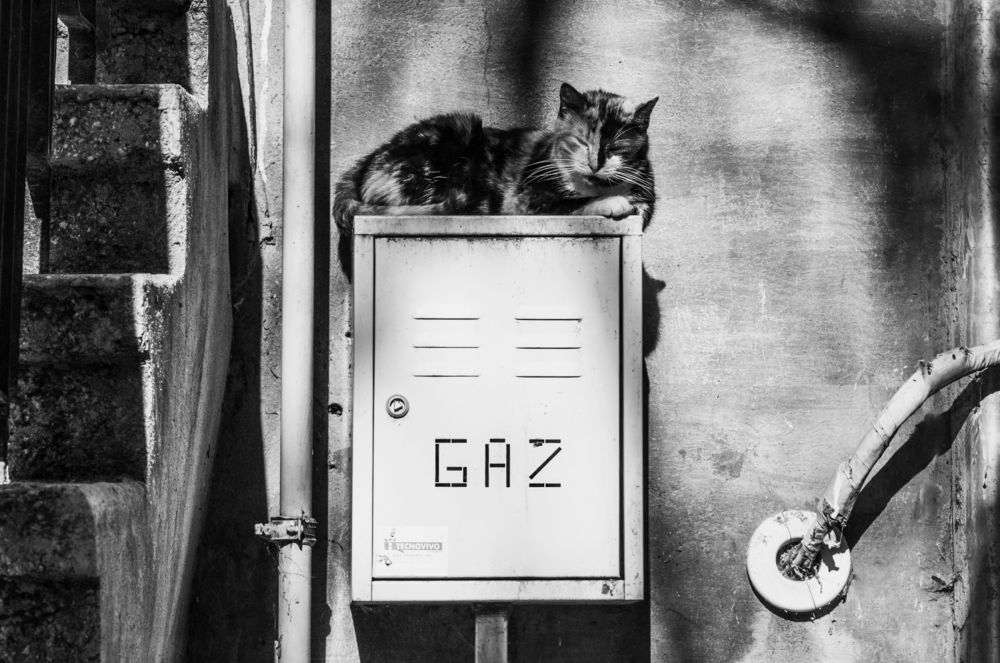 Gaz